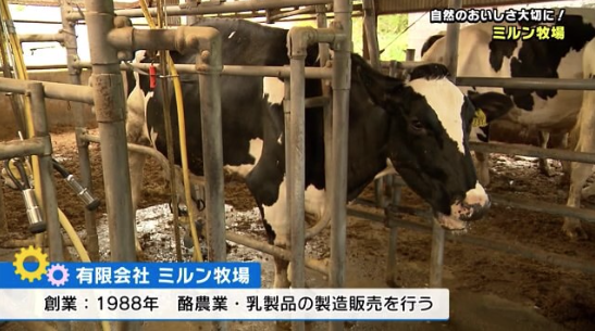 サガテレビに取材されたミルン牧場の牛たち