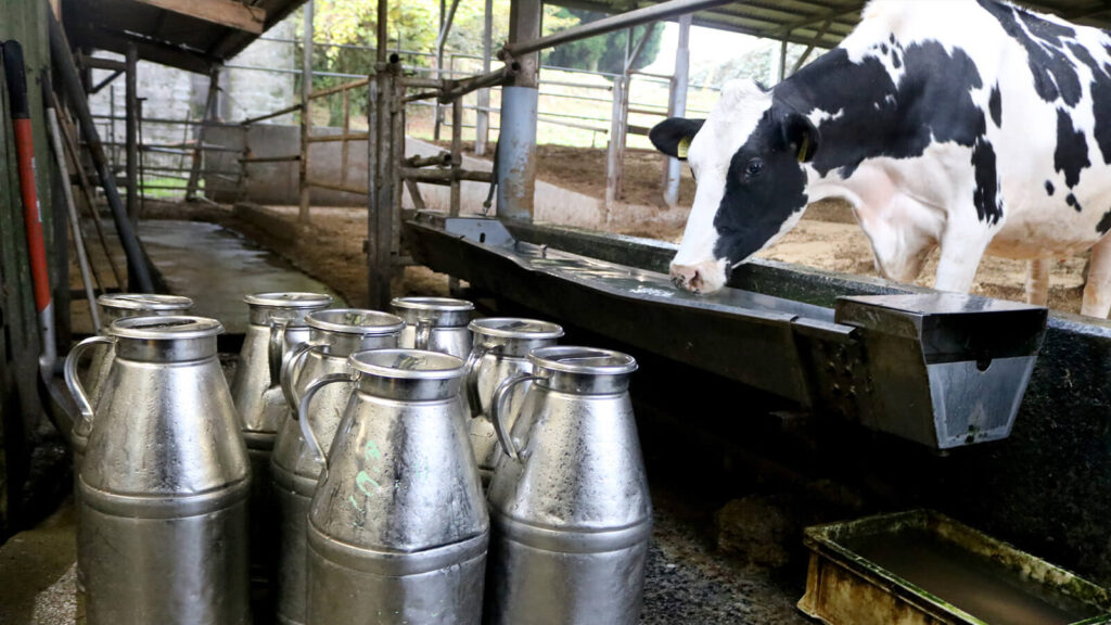 ミルン牧場 搾りたての牛乳と牛