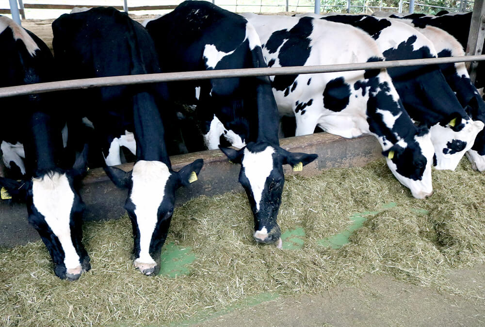 ミルン牧場の1頭の牛が１日食べる量は、およそ14キロ。