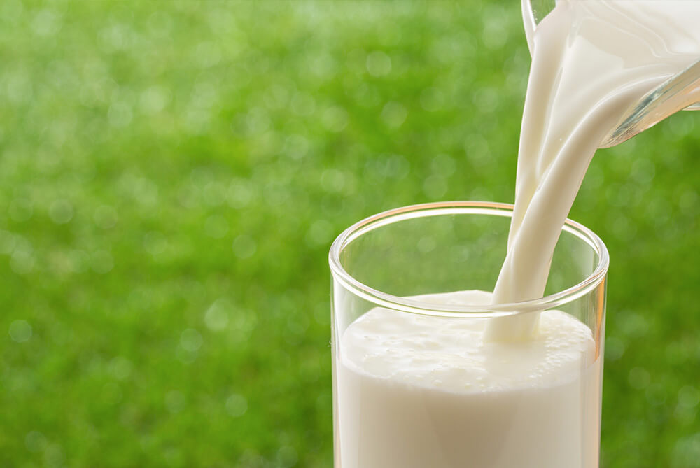 ミルン牧場は、牛が健やかに育つことを第一に考えて、おいしい乳がでるように環境を整えています。