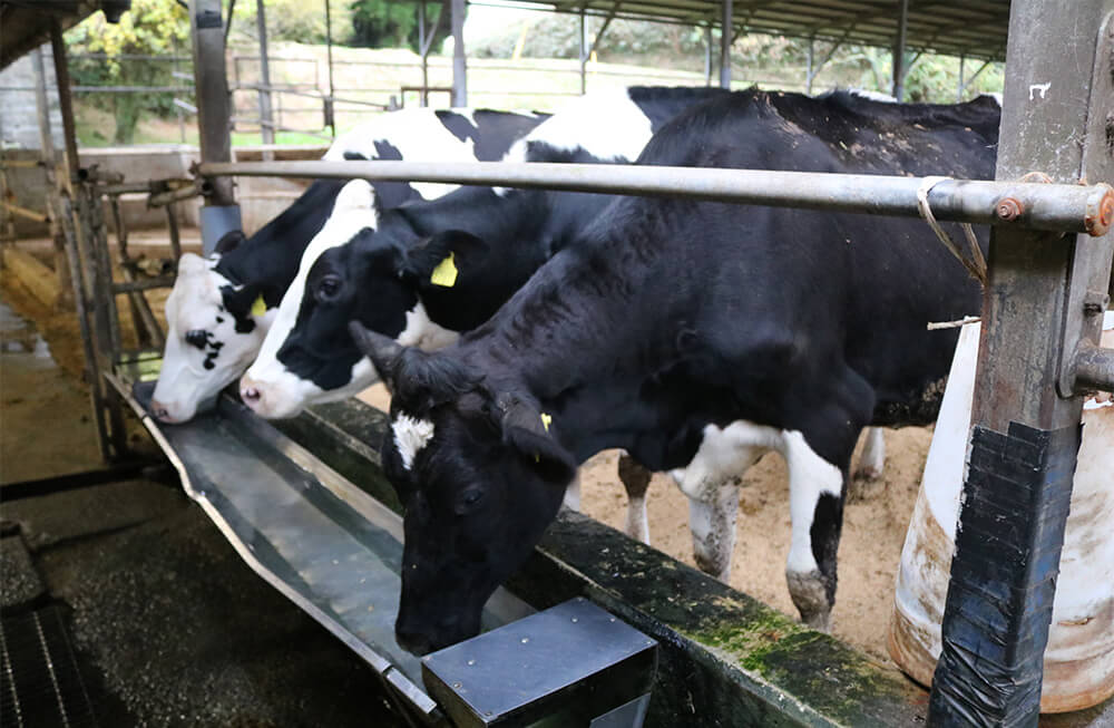 ミルン牧場の牛の飲み水は、脊振山の地下水